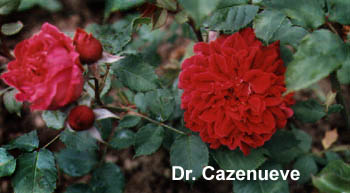 Dr. Cazenueve