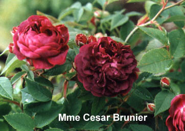 Mme. Cesar Brunier