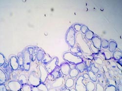 A cross section of stigma cells