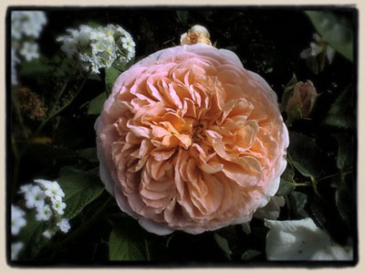 Abraham Darby