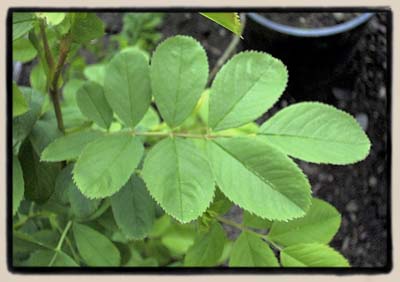 Banshee leaf