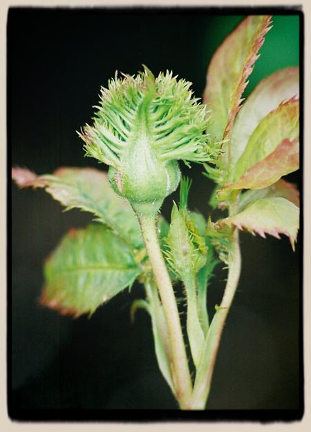 Crested buds of 'Crested Sweetheart'