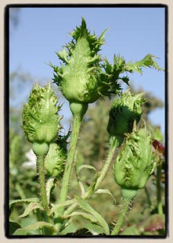 Crested buds