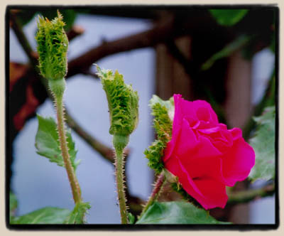 A new crested Floribunda hybrid