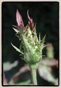 bud of crested seedling