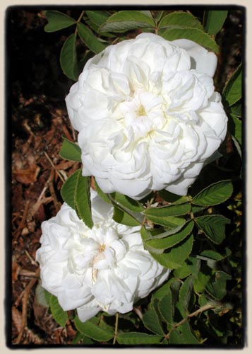 'Blanc de Vibert'