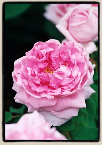 'Comte de Chambord'