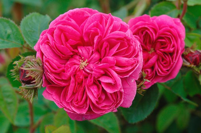 Crested Damask