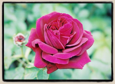 'Rose du Roi'