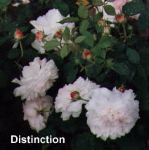 Distinction