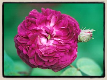 A Gallica seedling grown from open pollinated seed.