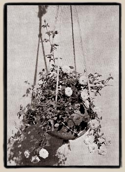 Hanging Basket of Miniature Roses