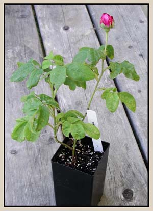 A one year old rooted cutting, ready for planting out.