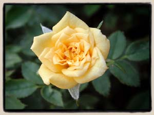 'Lynne Gold'