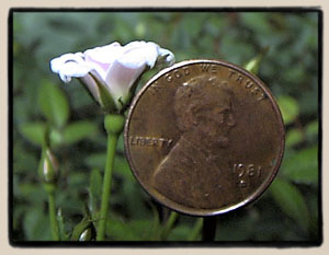 A bloom of Si shown with a penny!