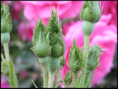 'Crested Jewel'