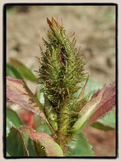 Mossy buds of 12-59-10