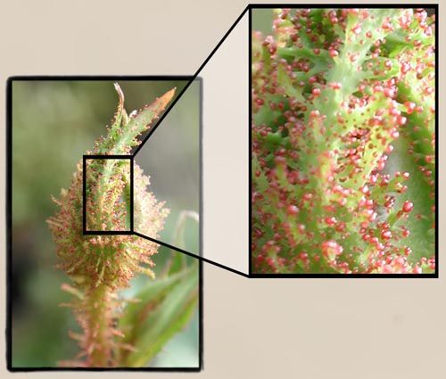 Detail view of a moss rose bud.