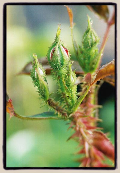 "Princemoss", thorn and bud details