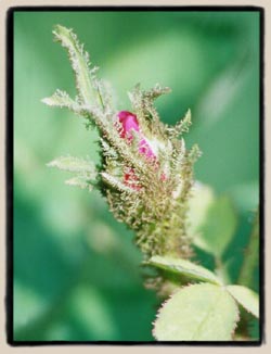 bud detail