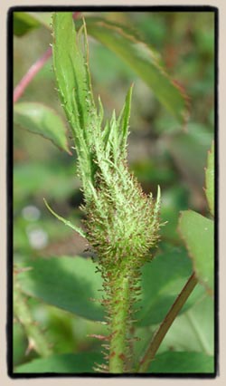 Bud detail of 'Rougemoss'