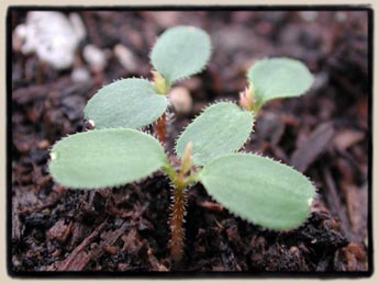 brand new seedlings germinating