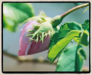 'Queencrest', bud showing crested sepals