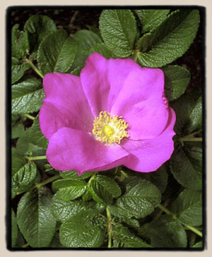 Rosa rugosa