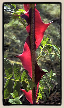 Wingthorn rose, detail of thorns