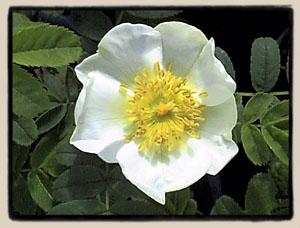 Wingthorn rose, bloom detail