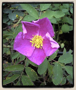 Rosa woodsii fendleri