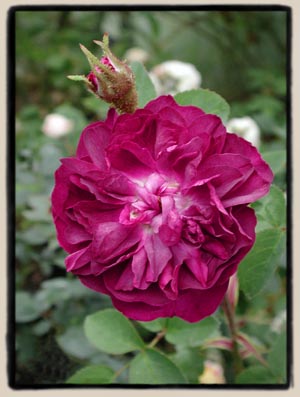 'Tuscany Superb' X 'William Lobb'