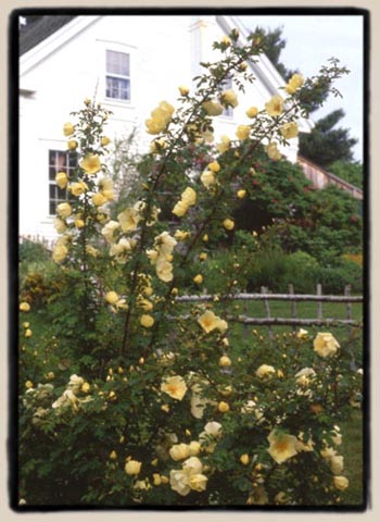 Rosa cantabrigiensis