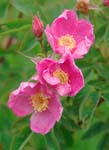 Rosa woodsii